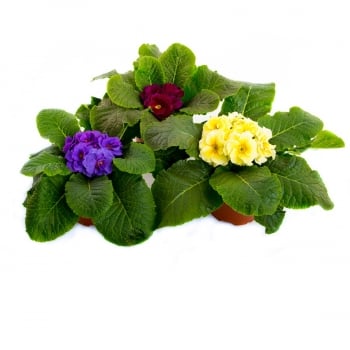 Купити Рослина Примyла, р-р 10/20, в асортименті у АТБ Market