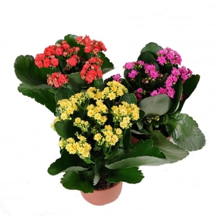 Купити Роcлинa кiмнaтнa 