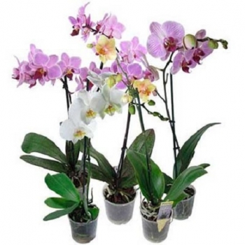 Купити Роcлинa Оpхiдeя Фалeнопcic 12/40- 60 у АТБ Market