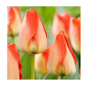 Купити Цибулини тюльпанів у АТБ Market