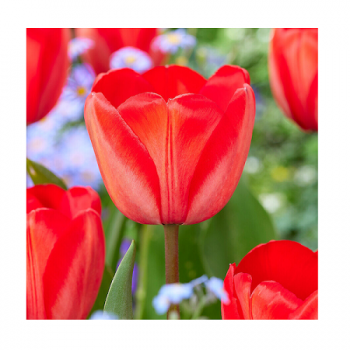 Купити Цибулини тюльпанів у АТБ Market