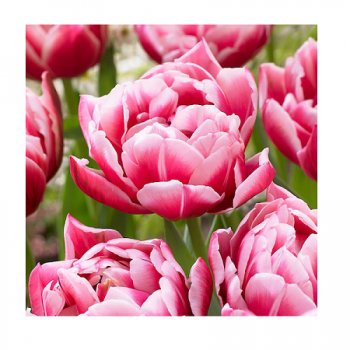 Купити Цибулини тюльпанів у АТБ Market