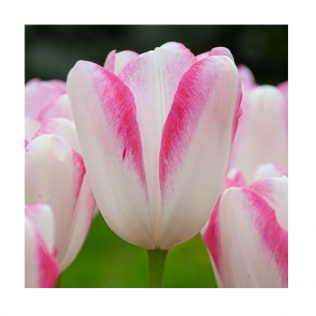 Купити Цибулини тюльпанів у АТБ Market