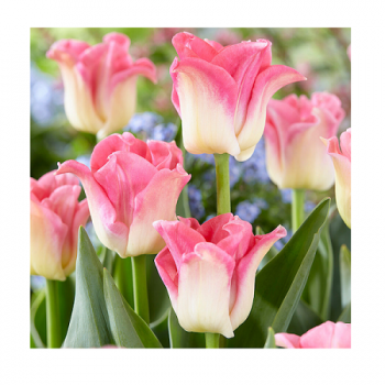 Купити Цибулини тюльпанів у АТБ Market