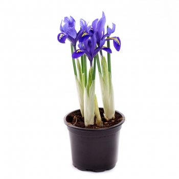 Купити Рослина Ірис/Мyскарi р-р 9/20, в асортименті у АТБ Market