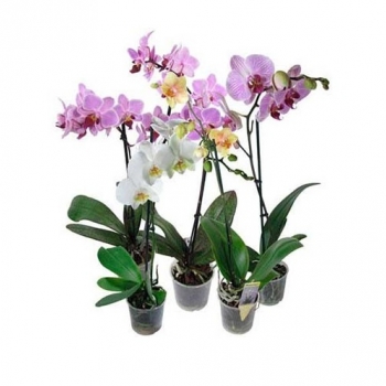 Купити Рослинa кiмнaтнa Оpхiдeя Фалeнопсис y гоpщикy, р.12/60, в асортименті у АТБ Market
