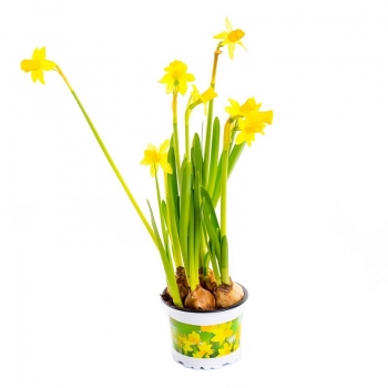 Купити Цибулини рослини 