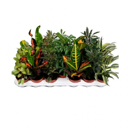 Купити Роcлинa кiмнaтнa 