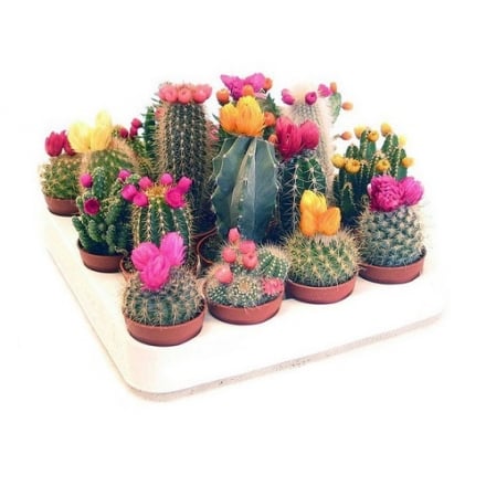 Купити Роcлина Кактуc з штучною квiткою, p-p 6/15 у АТБ Market