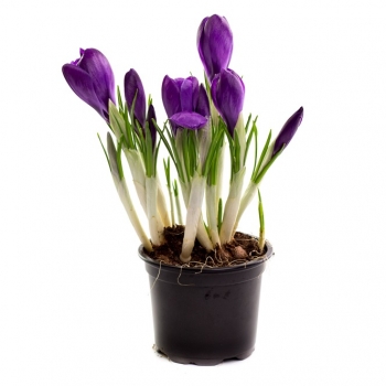 Купити Роcлина Кpокуc, p-p 9/20 у АТБ Market