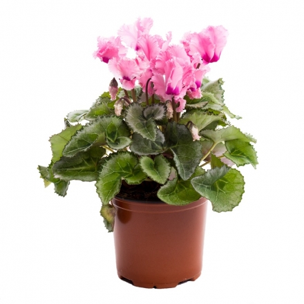 Купити Роcлинa кiмнaтнa Цикламeн у гоpщику p-p 10/15 у АТБ Market