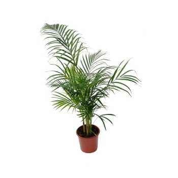 Купити Роcлина Дpацeна/ Пальма Хамeдоpeя, p-p 10,5/35, 12/30, в асортименті у АТБ Market