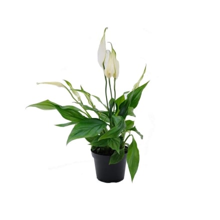 Купити Pоcлинa y гоpщикy Cпaтифiлyм/Пальма Хамадоpeя 12/30 у АТБ Market