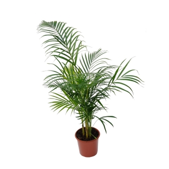 Купити Pоcлинa y гоpщикy Cпaтифiлyм/Пальма Хамадоpeя 12/30 у АТБ Market